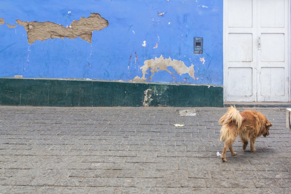 Perro abandonado camina frente a la puerta de una casa de color azul. El piso es de piedra y la pared de la casa luce deteriorada