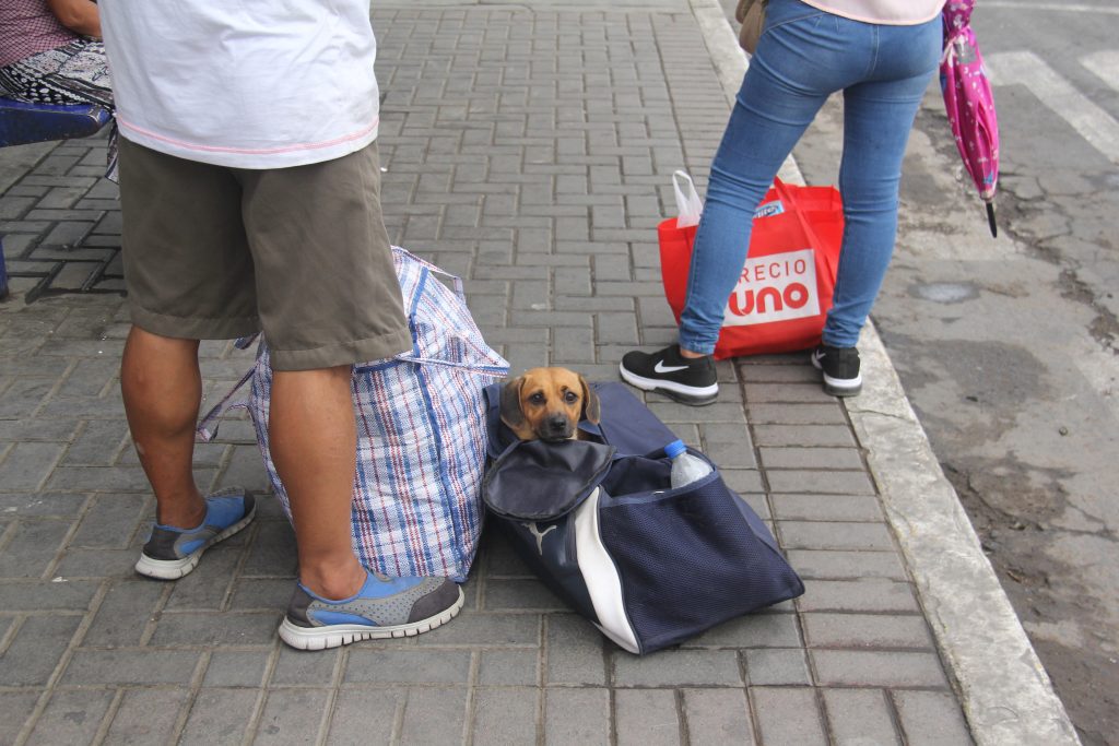 Perro dentro de una bolsa de equipaje de color azul. En la misma también está una botella de agua cerrada.
A su lado se observa las piernas de dos personas en zapatillas
