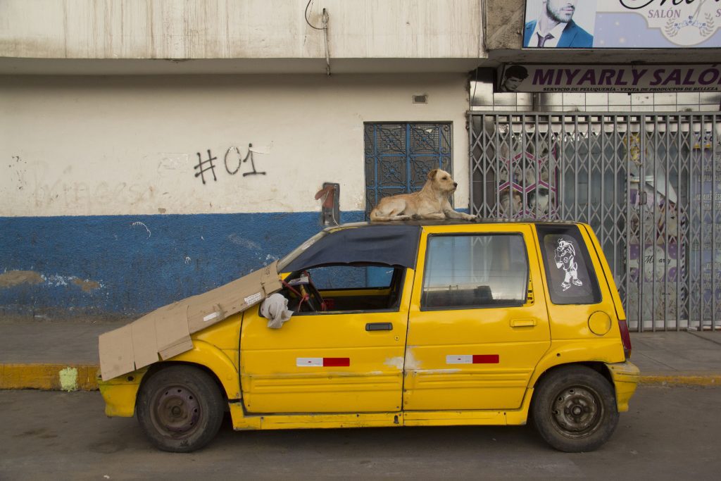 Perro sobre un taxi viejo de color amarillo