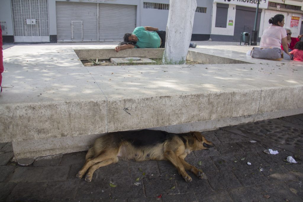 En primer plano un perro grande se encuentra en el suelo durmiendo. En segundo plano está un hombre durmiendo sobre la vereda