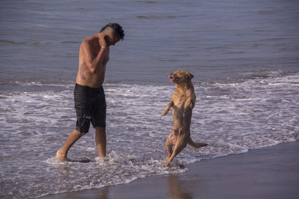 Hombre juega con perro a orilla de la playa. El perro está sobre dos patas y tiene el hocico entreabierto.
El hombre tiene una mano sobre su oreja.