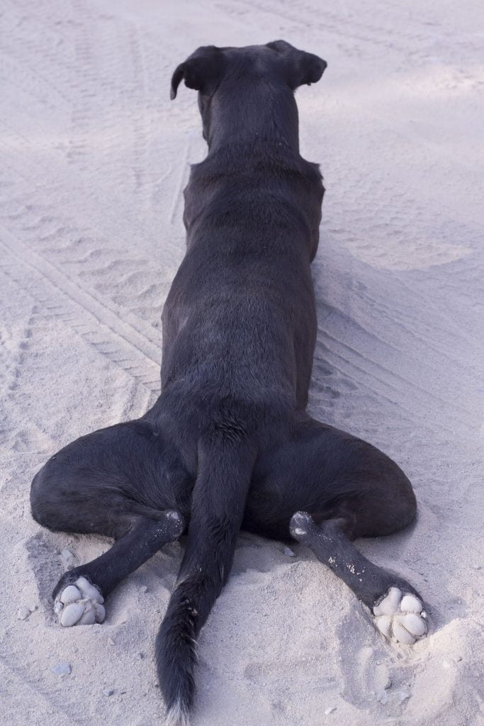 Perro de color negro acostado en la arena. Sus patas traseras están abiertas con su parte interna sobre la arena