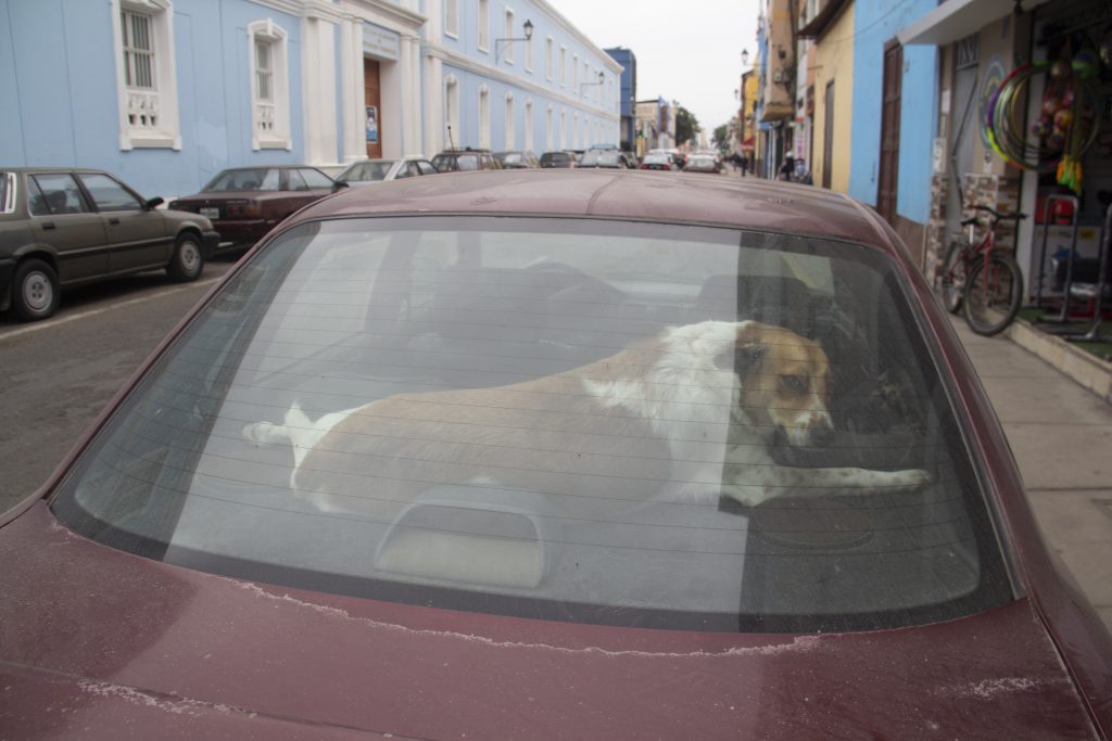 Perro dentro de un automóvil color granate y al costado de una calle del centro de Trujillo. El perro observa a la cámara. El perro está en la parte superior y es de color beige con blanco. El día está nublado