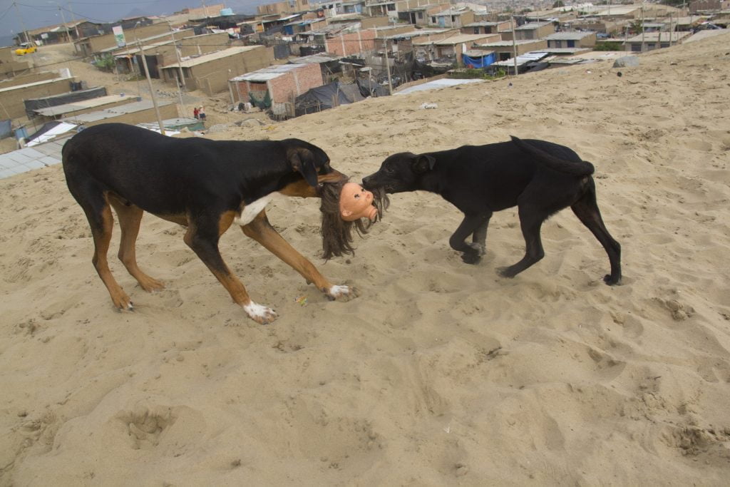 Dos perros callejeros se disputan la cabeza de una muñeca sobre un arenal. Detrás se observa un pueblo de casas humildes.