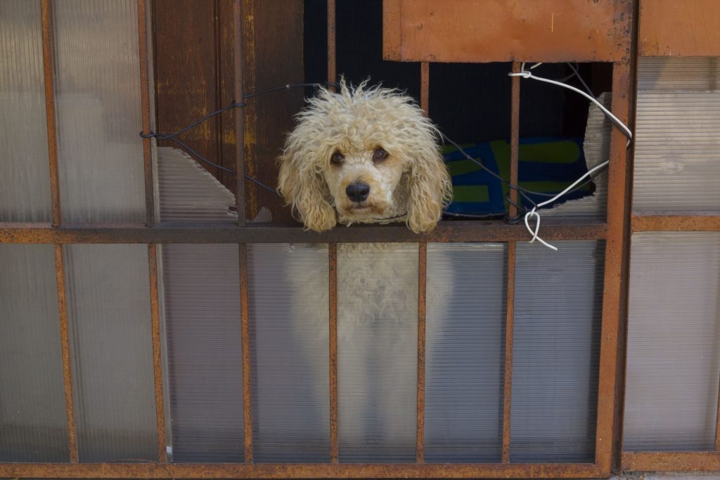 Perro asoma su cabeza entre las rejas de una ventana rota