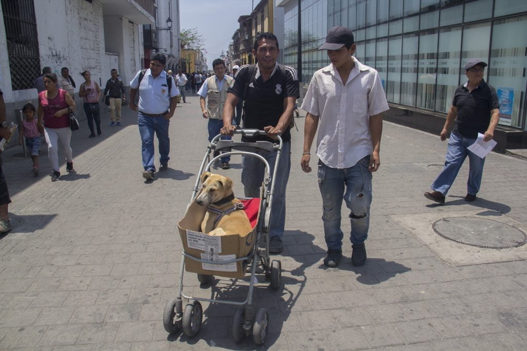 Hombre pasea a perro que está dentro de una cuna de metal.