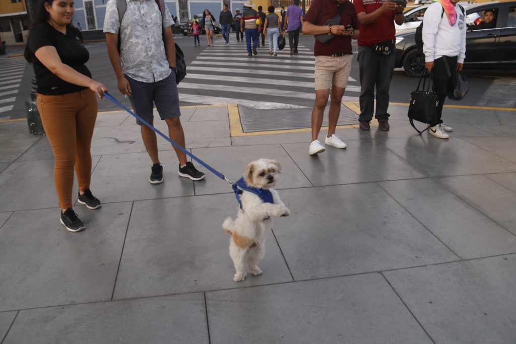 Perro con arnés y soga está parado en dos patas. Es sujetado por una persona que viste de pantalón marrón, zapatillas oscuras y polo negro. Cuatro personas observan la escena cerca a ella