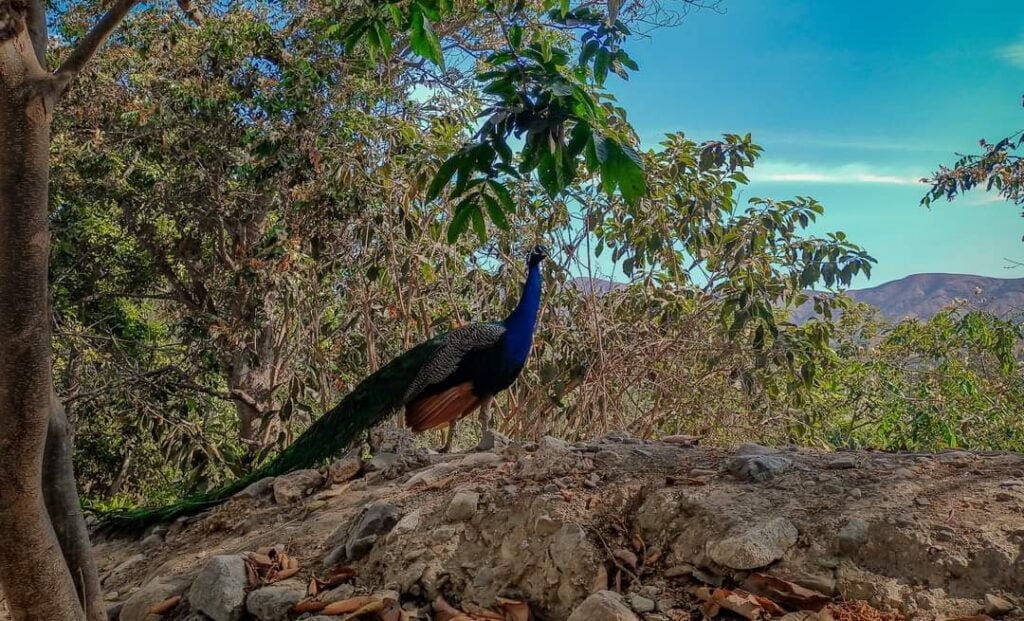 Una ave exótica (de colores) ofrece la bienvenida a los visitantes de los locales de diversión en Poroto, en La Libertad, Perú.  Está sobre una roca y al fondo las ramas frondosas.
