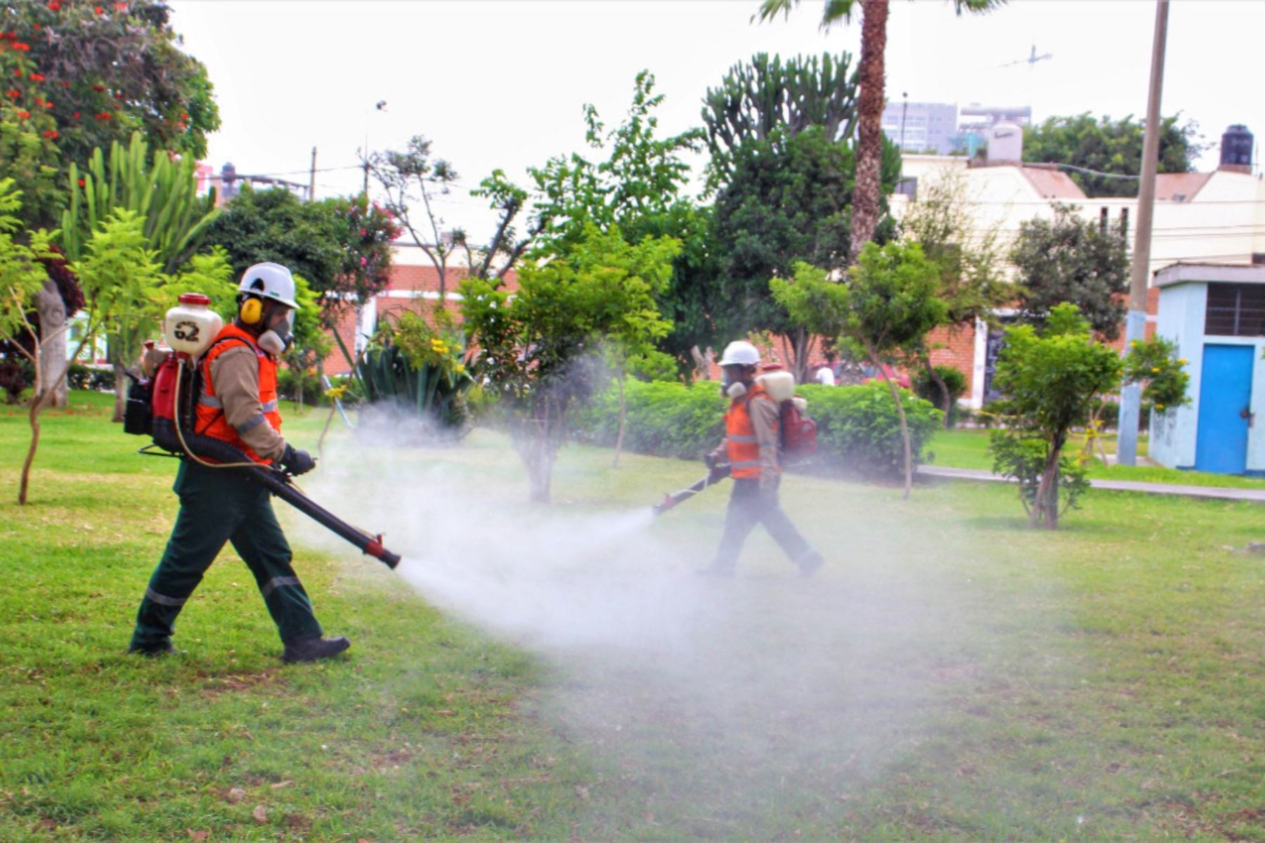Trujillo combate el dengue con fumigación en parques y jardines La Municipalidad Provincial de Trujillo ha anunciado un programa de intervención en parques y jardines de la ciudad, con el objetivo de reducir la presencia del Aedes aegypti, el mosquito transmisor del dengue. Este programa se llevará a cabo desde hoy, lunes 3 de julio, hasta el jueves 6 de julio.