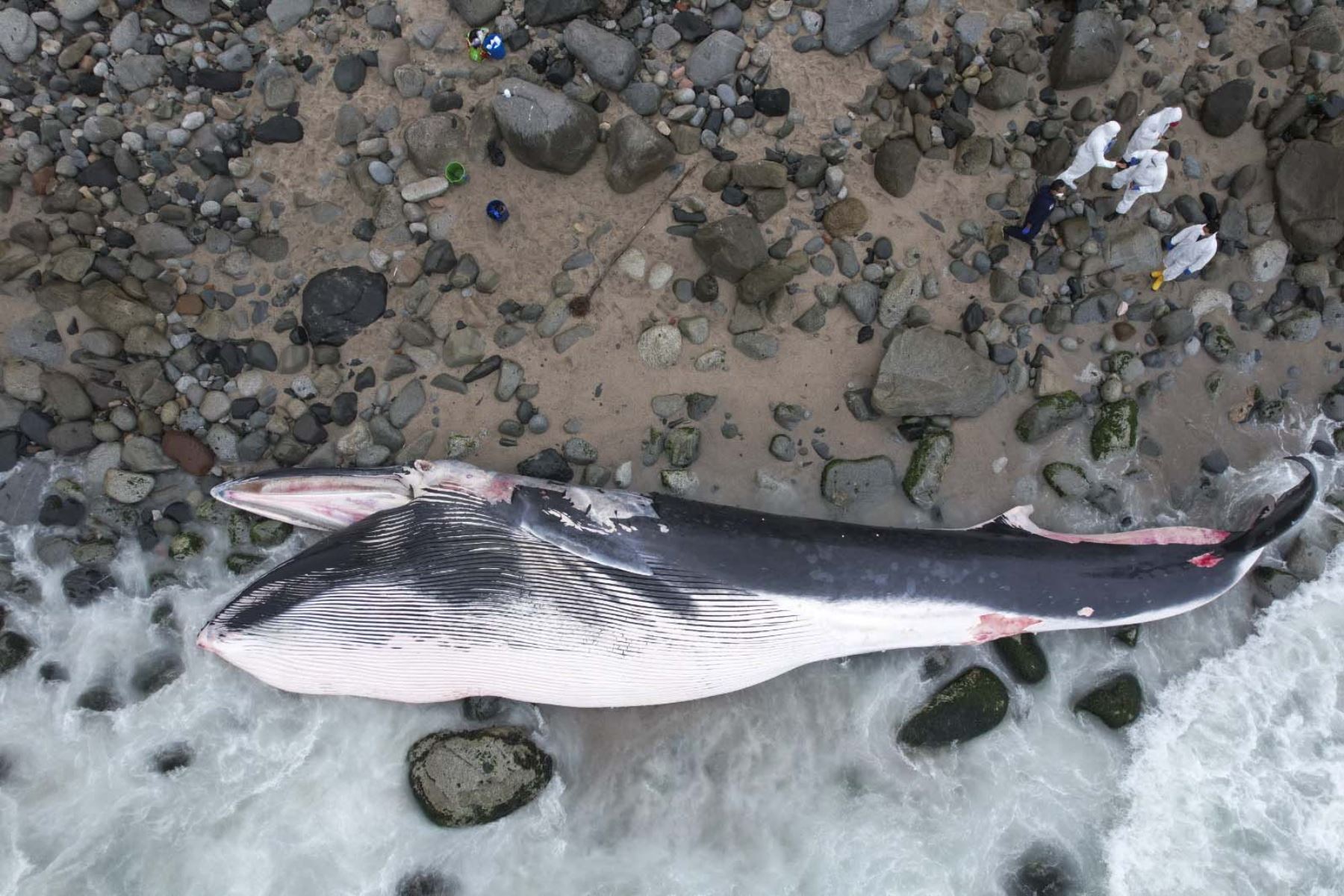 La Dirección del Medio Ambiente de la PNP expresó que aún se desconocen las causas de muerte de la cría de ballena, pero por razones de salud pública, este será removido del lugar.