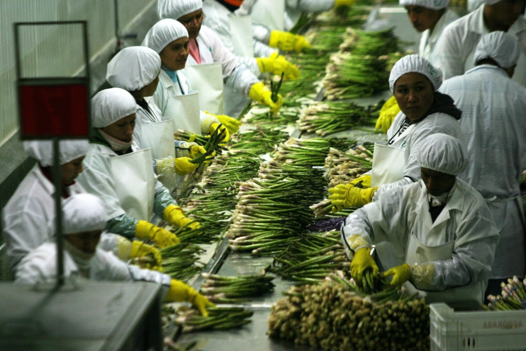 Un grupo de trabajadores vestidos de blancos seleccionan espárragos en una empresa agroindustria en Trujillo, Perú. 