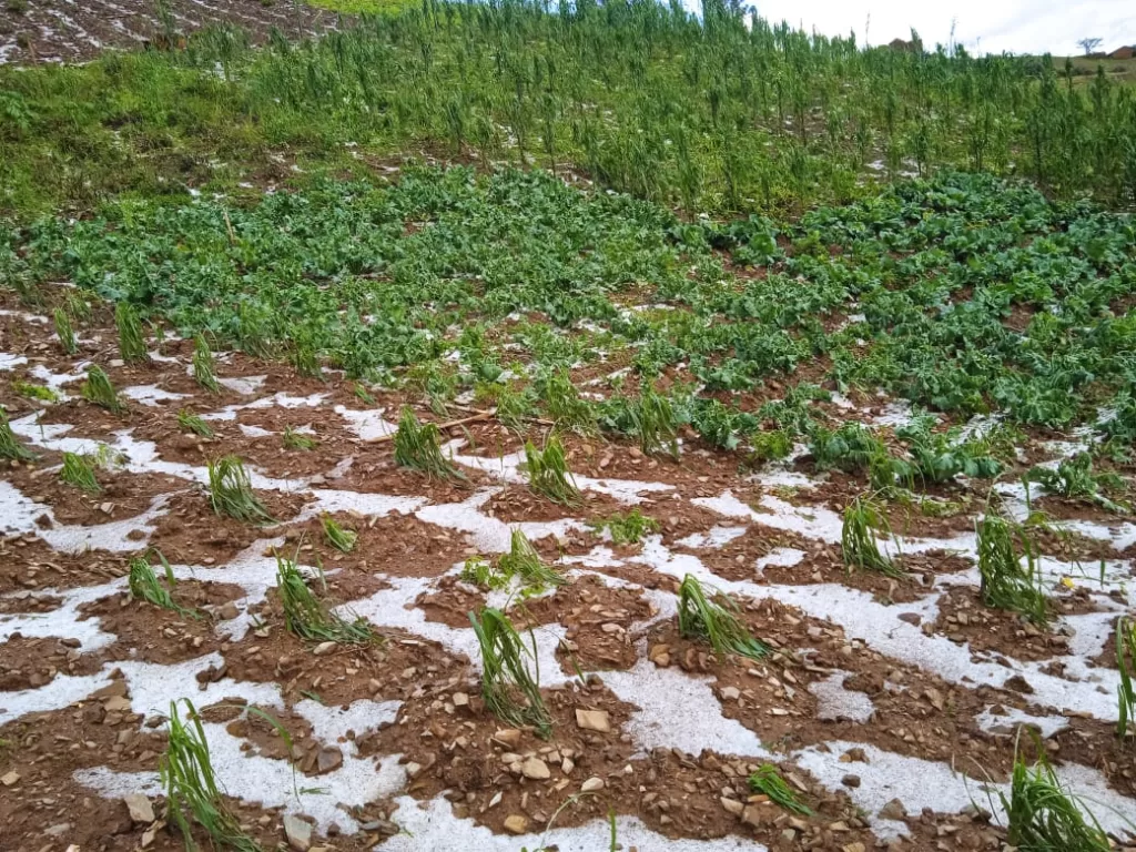 Imagen de una campo afectado por la granizada en Pataz, La Libertad.