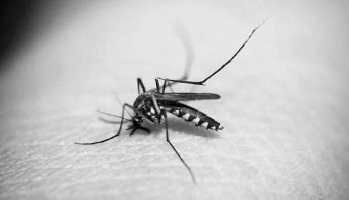dengue