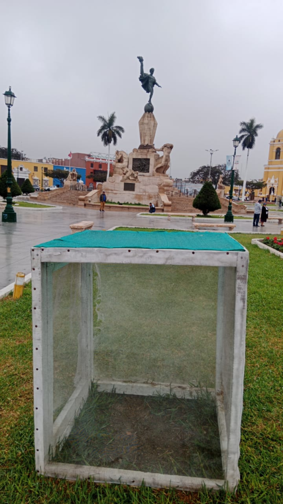 Así quedó el lugar donde se sembró el árbol de la quina en la plaza mayor de Trujillo. 
