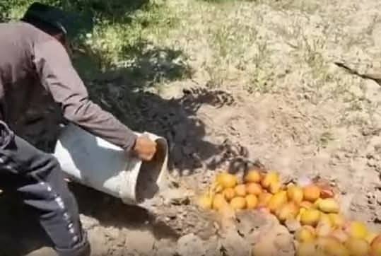 Agricultor entierra una gran producción de mango debido a la amenaza de la mosca de la fruta, en Lambayeque.