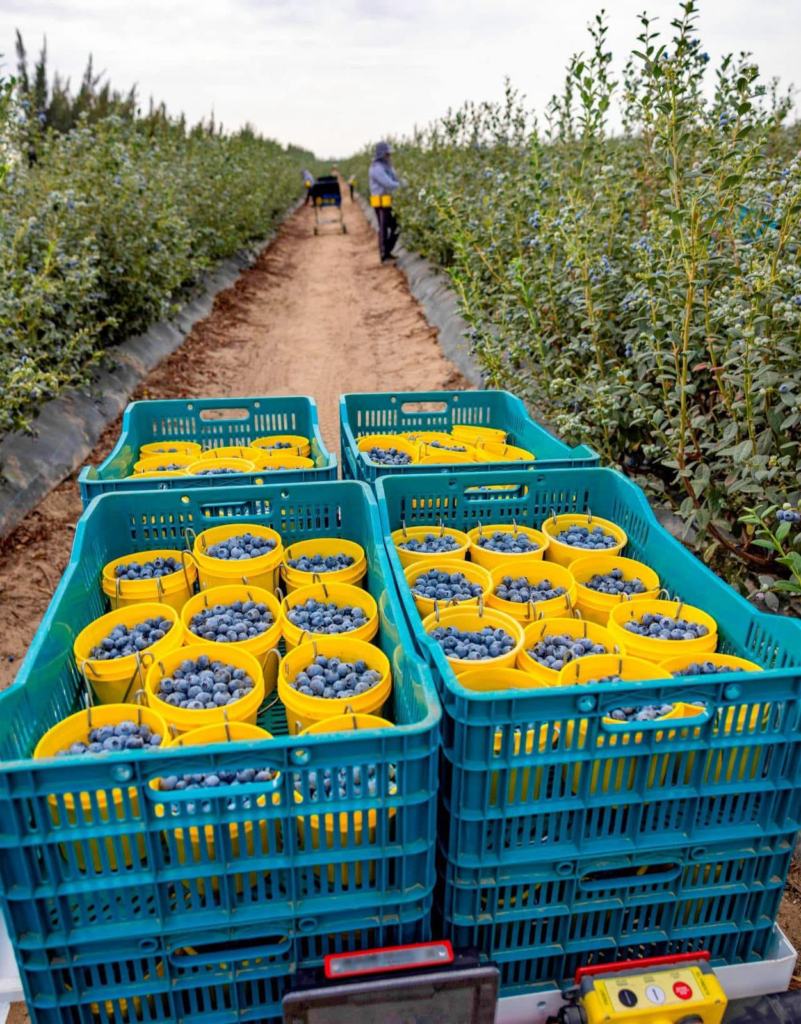 Agroexportaciones en La Libertad, arándanos. 