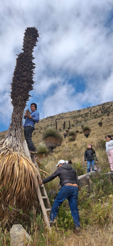 Puya Raimondi 